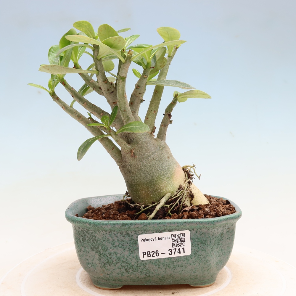 Bonsai pokojowe – Adenium obesum Red Star – Róża pustynna