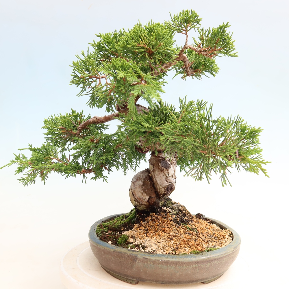 Bonsai ogrodowe – Juniperus chinensis Itoigawa – jałowiec chiński