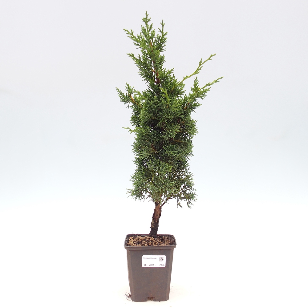 Outdoor bonsai - Juniperus chinensis Kishu - chiński jałowiec