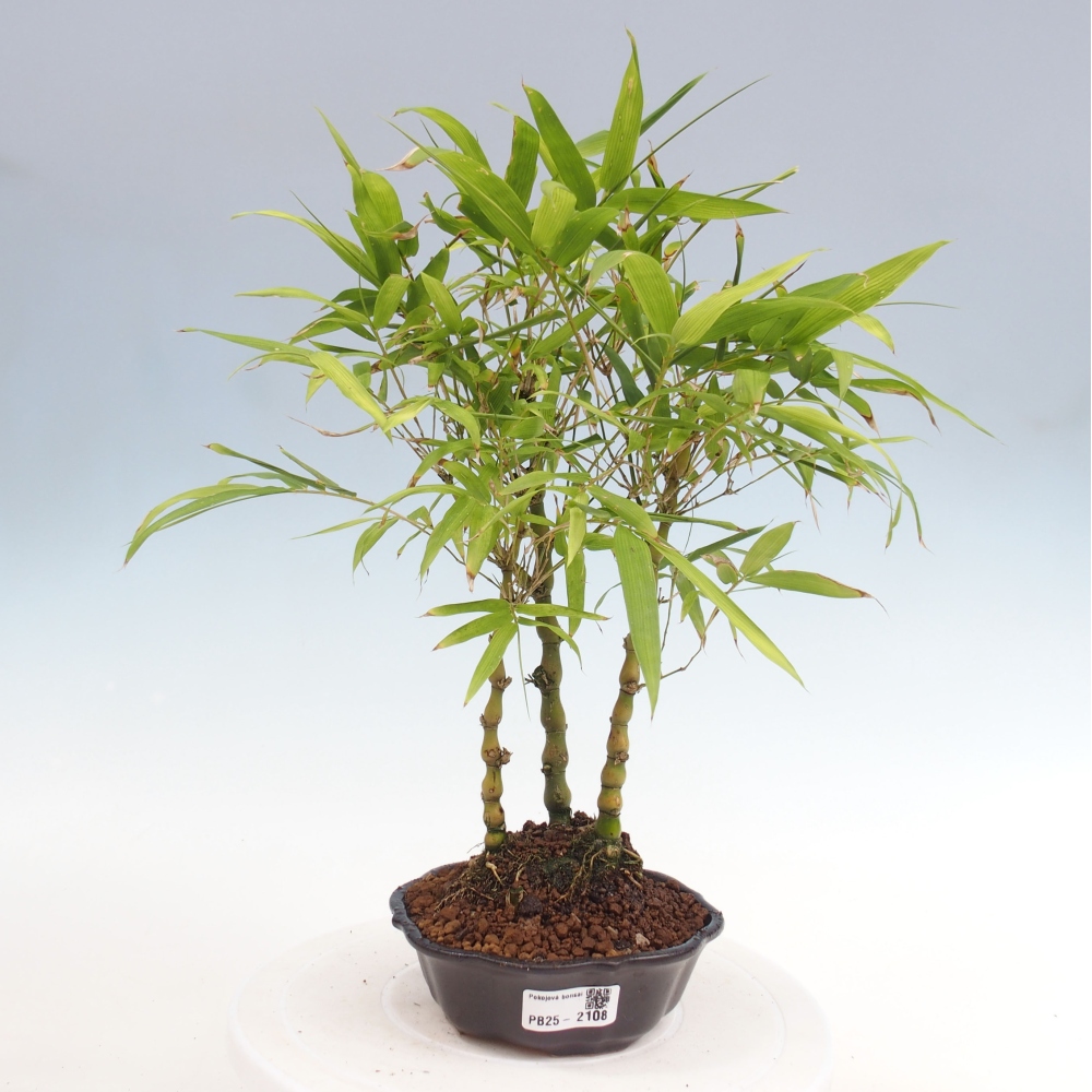 Bonsai wewnętrzne - Bambusowy Budda - Brzuch Bambusowego Buddy