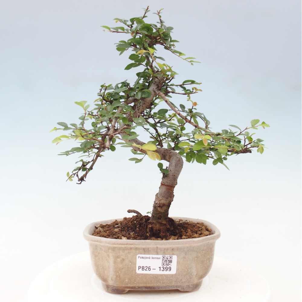 Pokój bonsai - Ulmus parvifolia - Wiąz drobnolistny