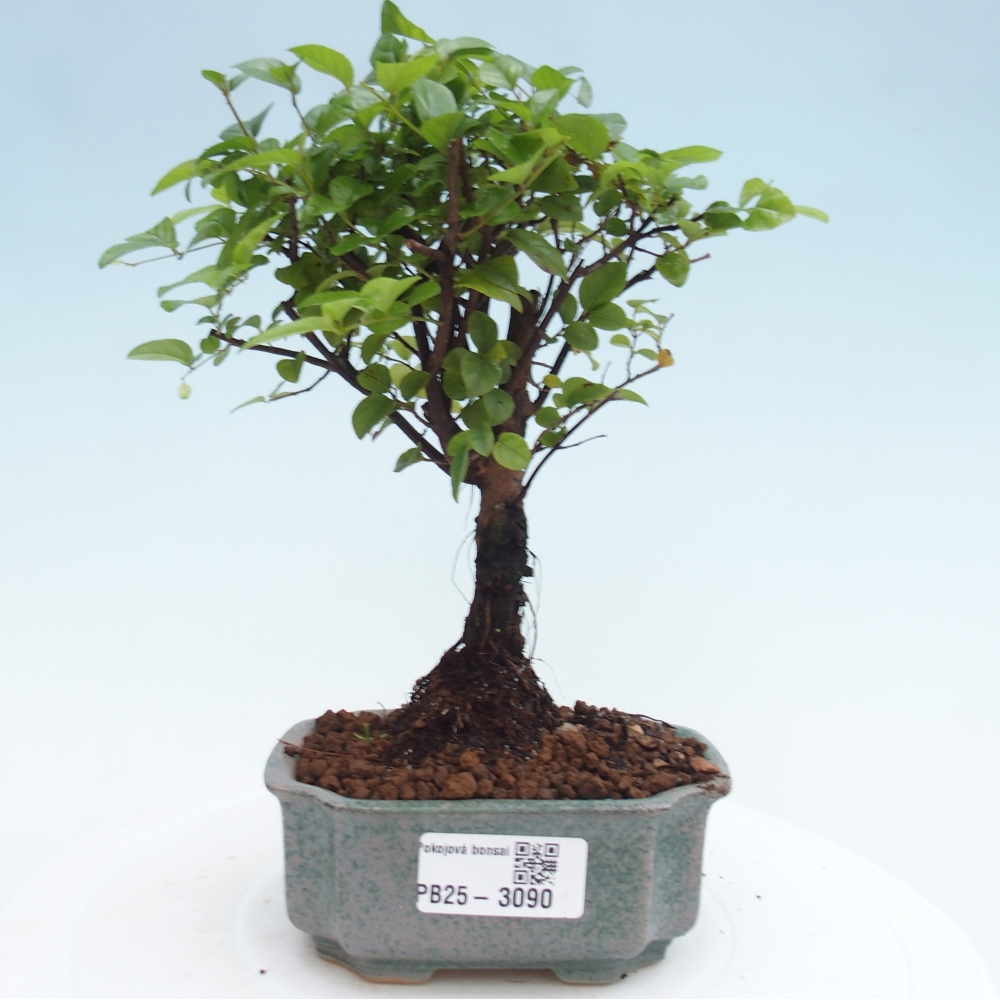 Kryty bonsai - Sagerécie thea - Sagerécie thea