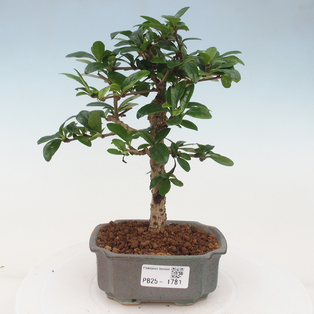 Bonsai wewnętrzne - Carmona makrophylla - Herbata Fuki