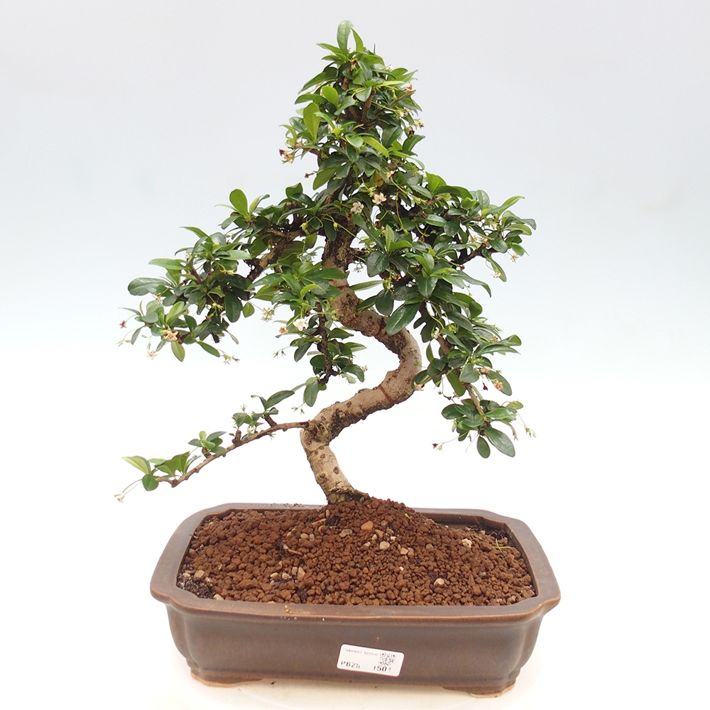 Pokój bonsai - Carmona macrophylla - Tea fuki