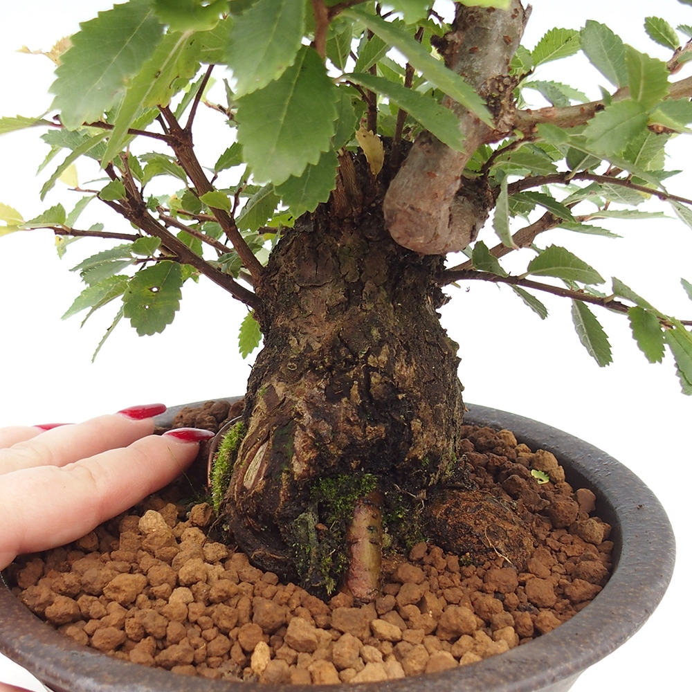 Bonsai na zewnątrz - Zelkova - Zelkova serrata