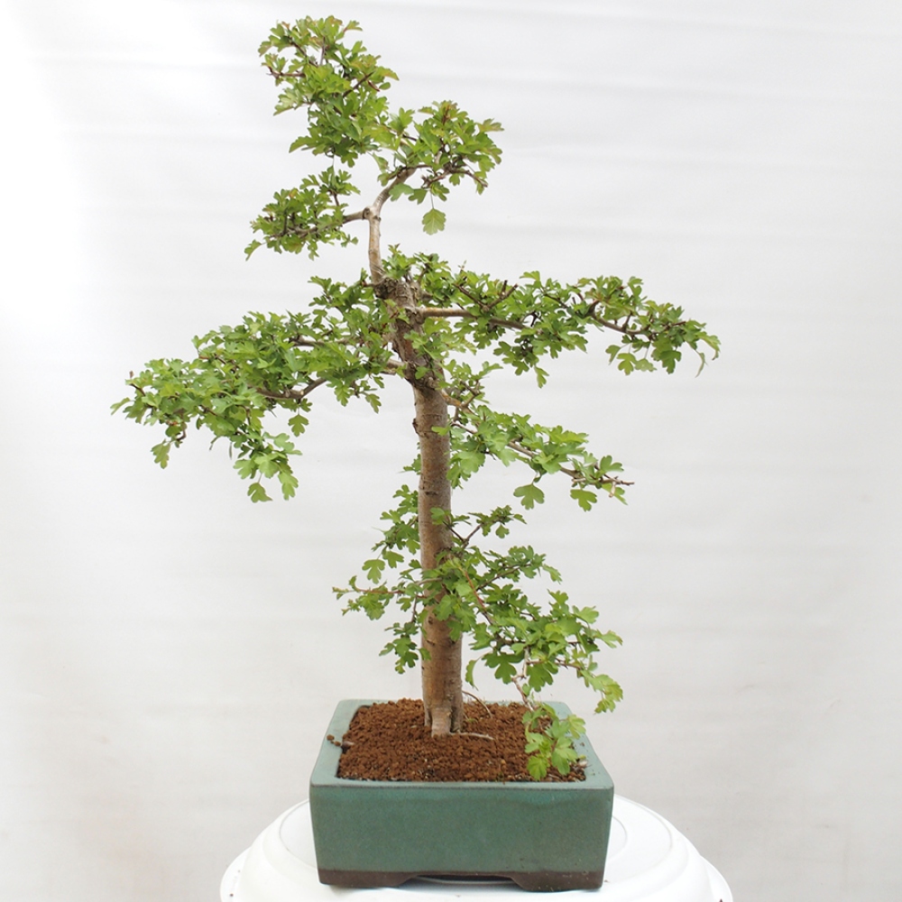 Bonsai zewnętrzne - Głóg - Crataegus monogyna