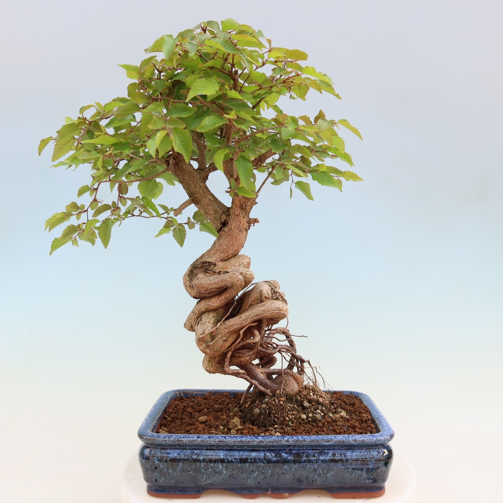 Outdoor bonsai - Carpinus coreana - grab koreański