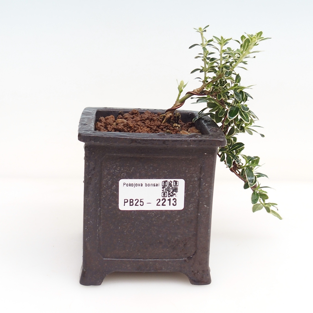 Bonsai do wnętrz - Serissa foetida Variegata - Drzewo tysiąca gwiazd