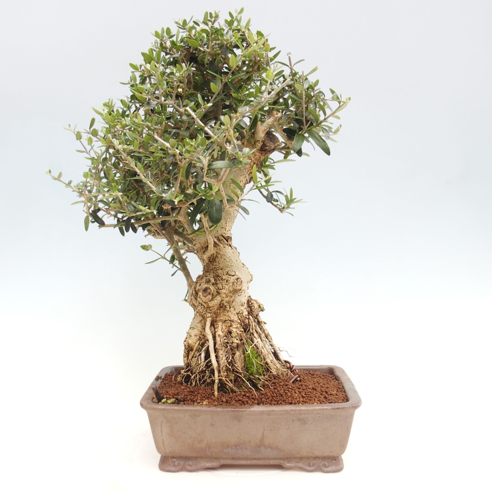 Kryte bonsai - Olea europaea sylvestris - Europejska oliwa z małych liści
