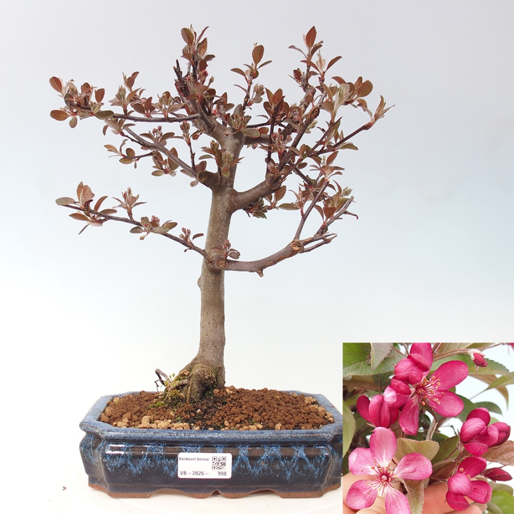 Outdoor bonsai - Malus domestica - Jabłoń czerwonolistna o małych owocach