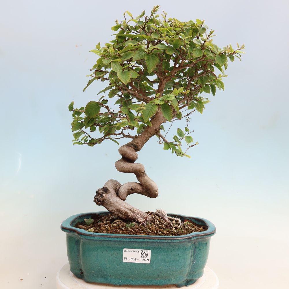 Outdoor bonsai - Carpinus CARPINOIDES - grab koreański