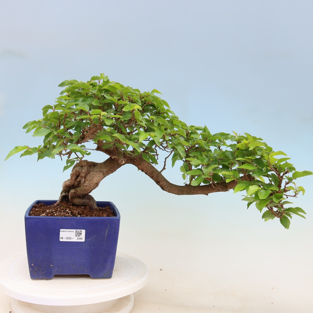 Outdoor bonsai - Carpinus coreana - grab koreański