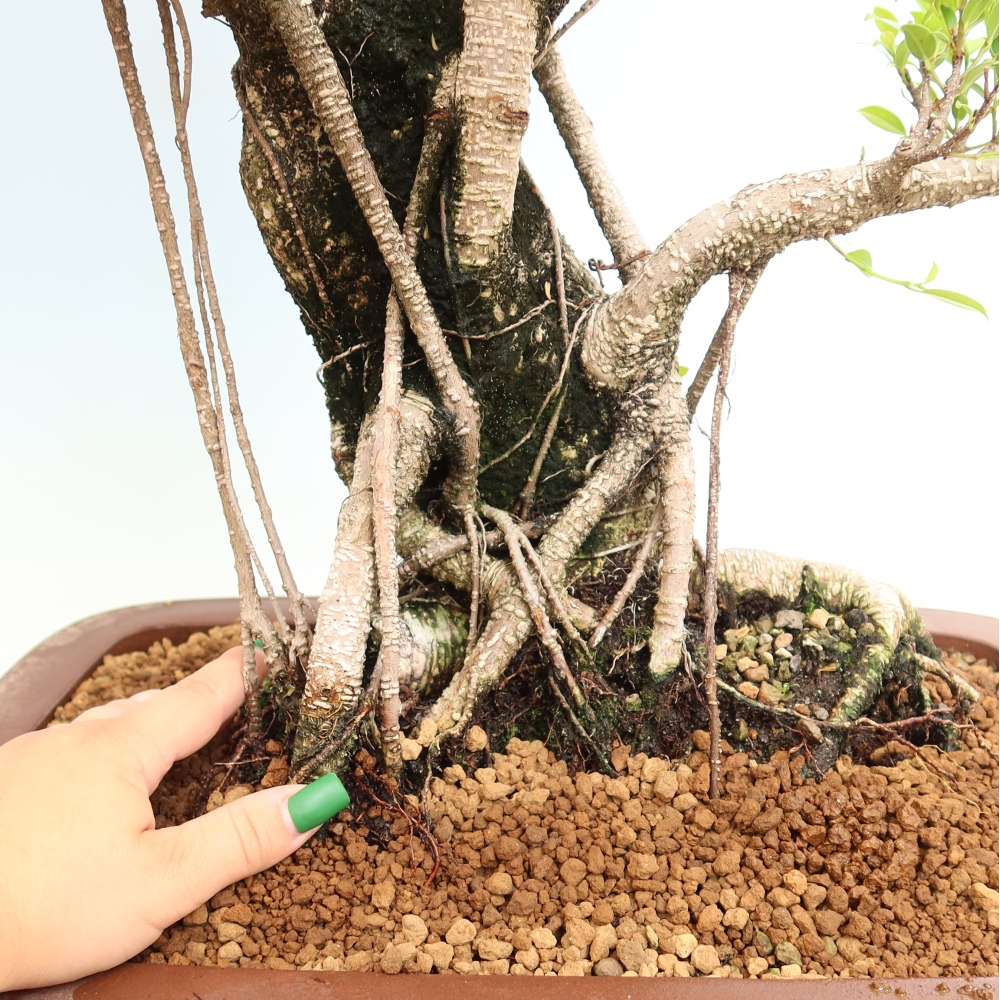 Pokój bonsai - Ficus kimmen - figowiec drobnolistny