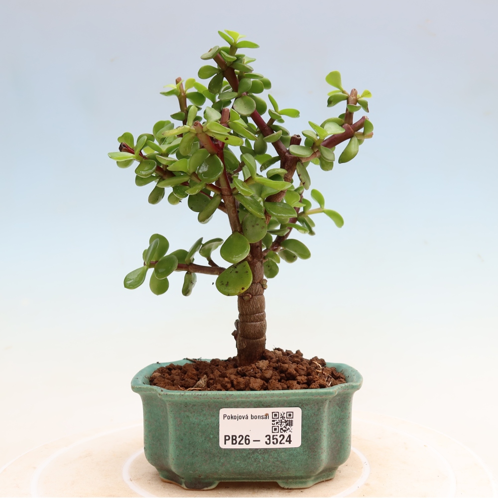 Pokój bonsai - Portulakaria Afra - Tlustice