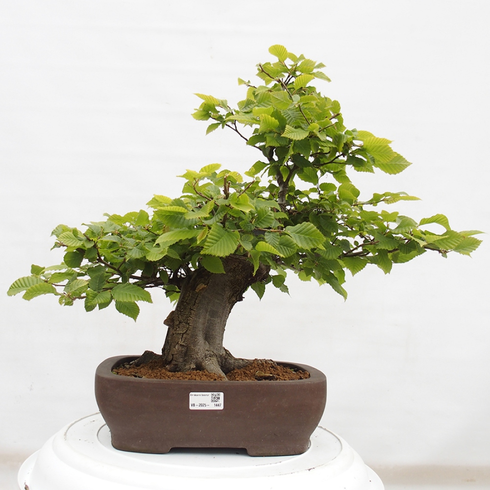 Bonsai zewnętrzne - Grab - Carpinus betulus