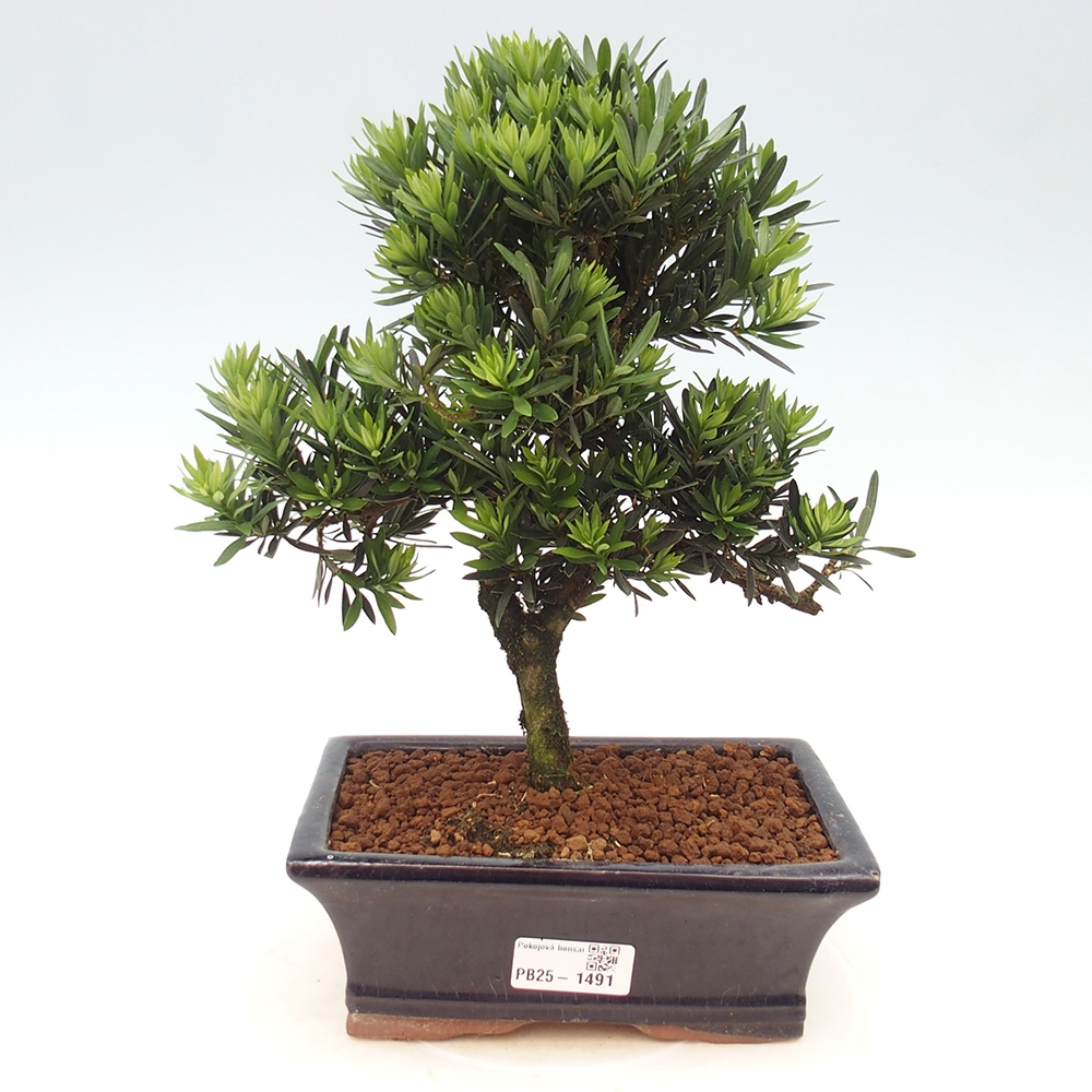 Kryty bonsai - Podocarpus - Kamień tys