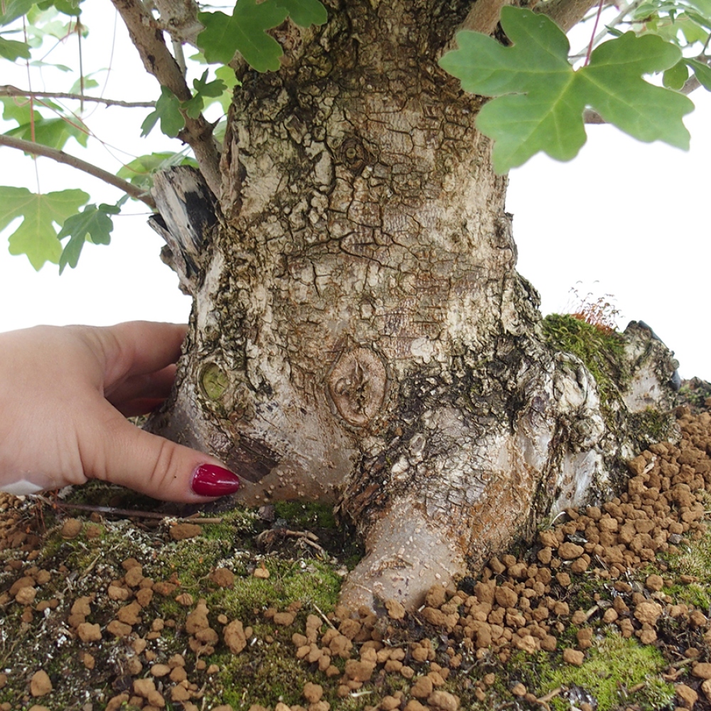 Bonsai zewnętrzne - Klon dziecięcy - Acer campestre