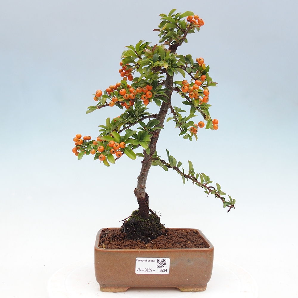 Outdoor bonsai-Pyracantha Teton -Hlox