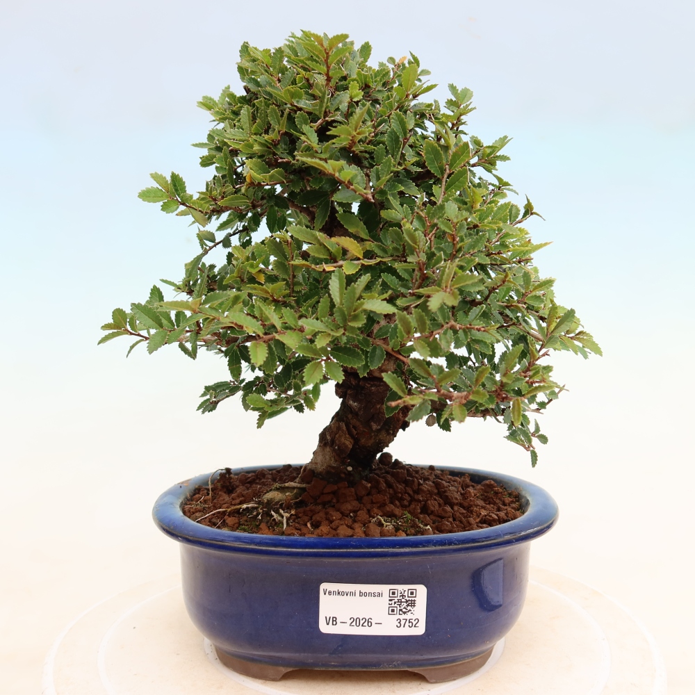 Bonsai zewnętrzne - Zelkova - Zelkova NIRE
