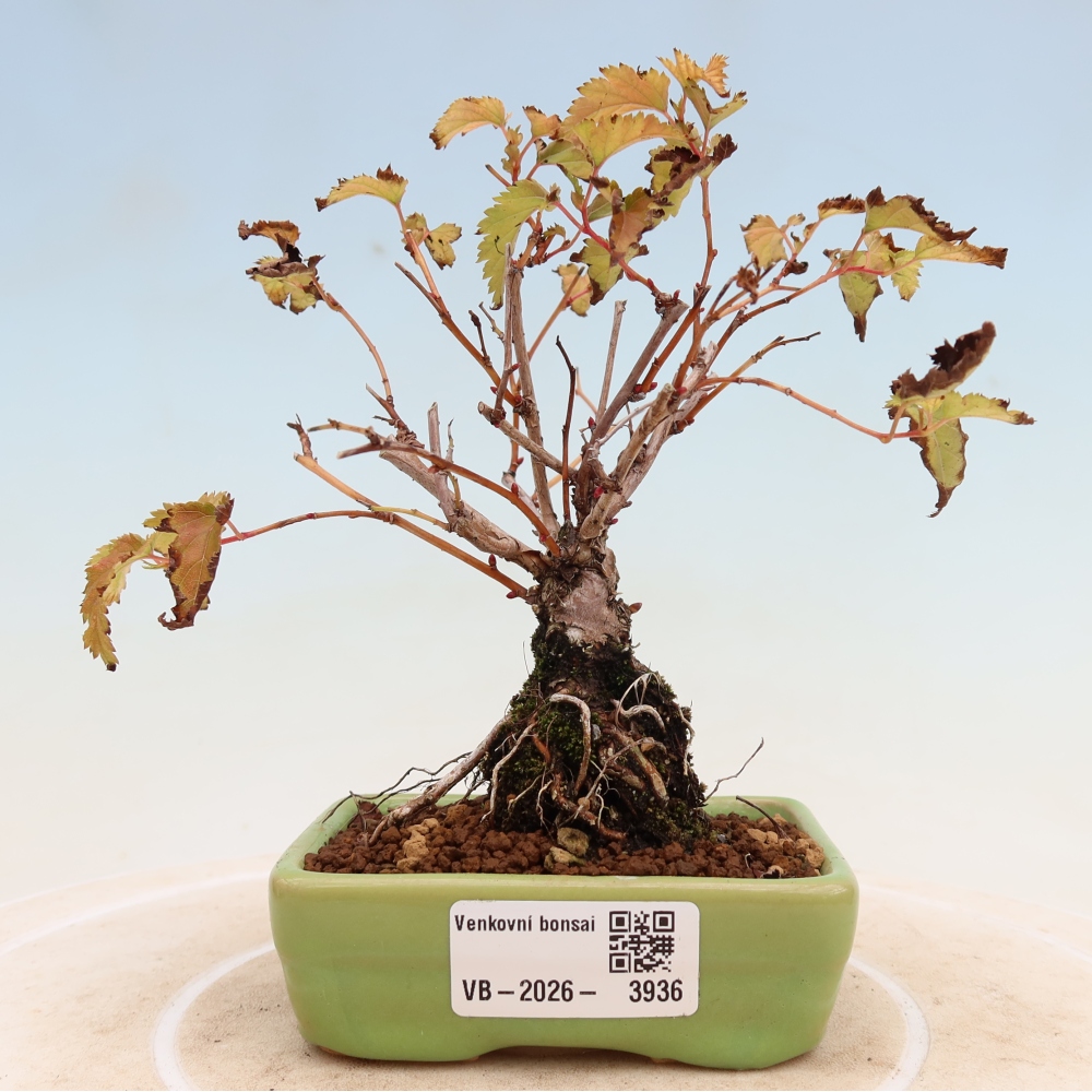 Bonsai ogrodowe – Stephanandra incisa – korona pochyła