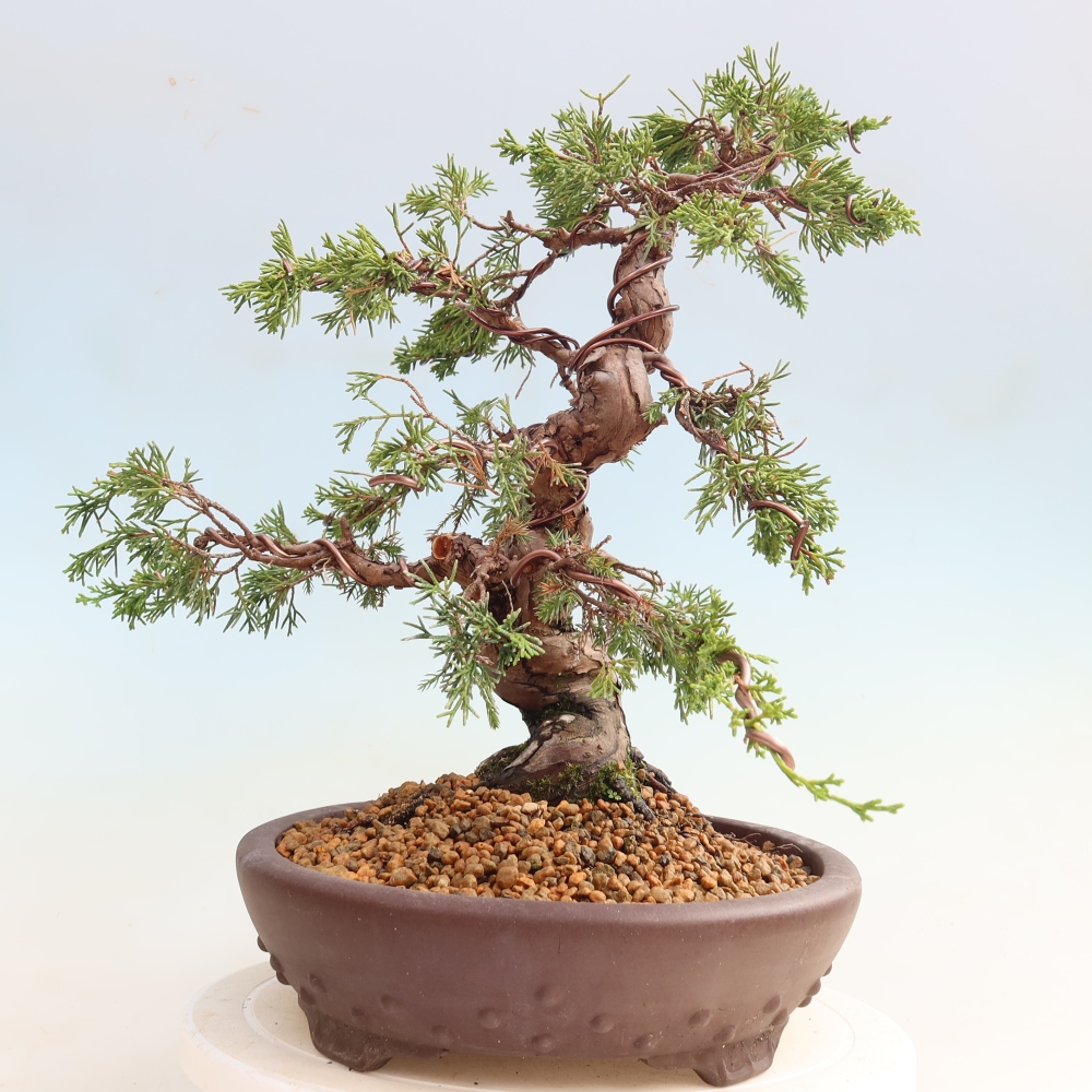 Bonsai ogrodowe – Juniperus chinensis Itoigawa – jałowiec chiński