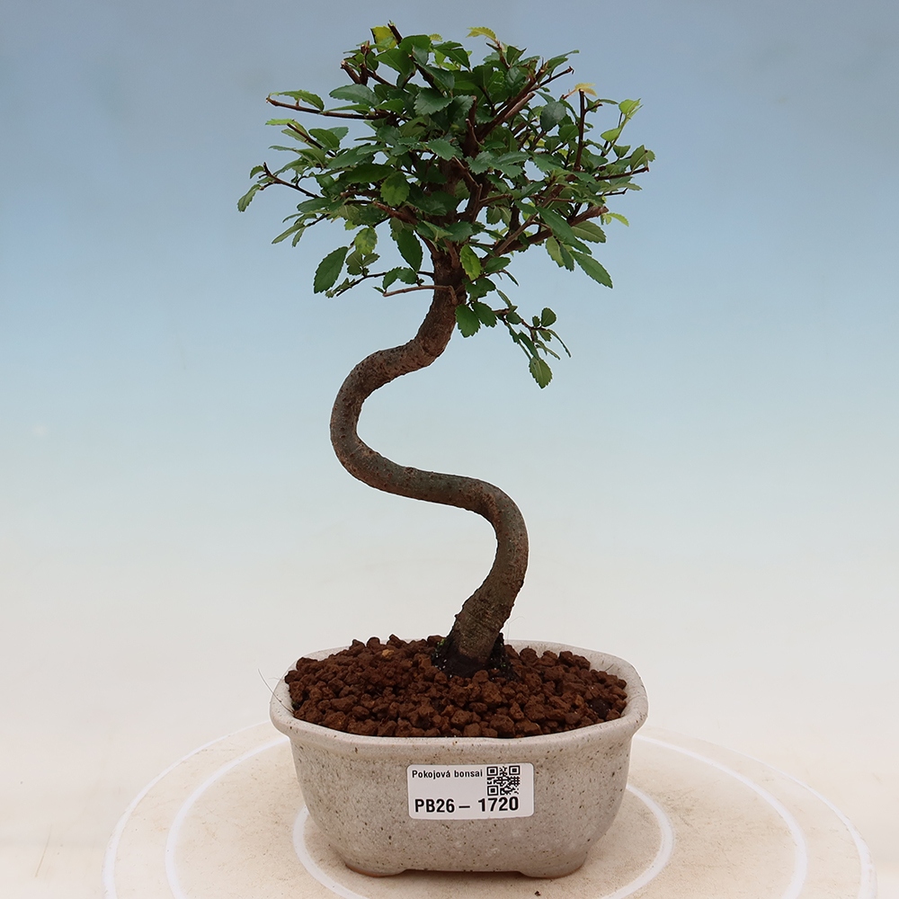 Pokój bonsai - Ulmus parvifolia - Wiąz drobnolistny