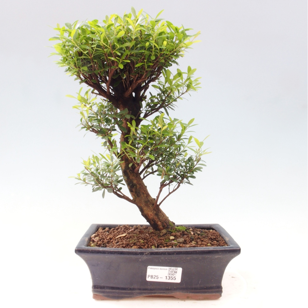Pokój bonsai - Syzygium - Pimentovník