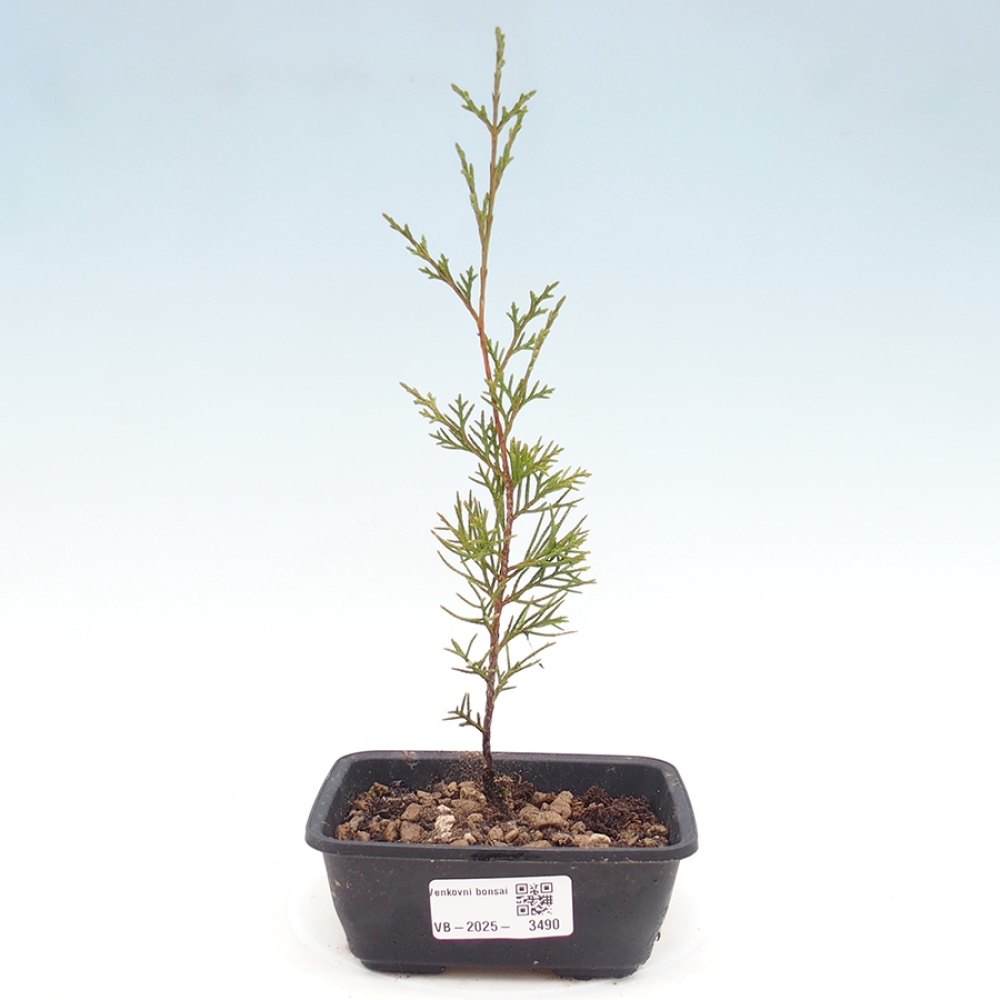 Outdoor bonsai - Juniperus chinensis Itoigawa