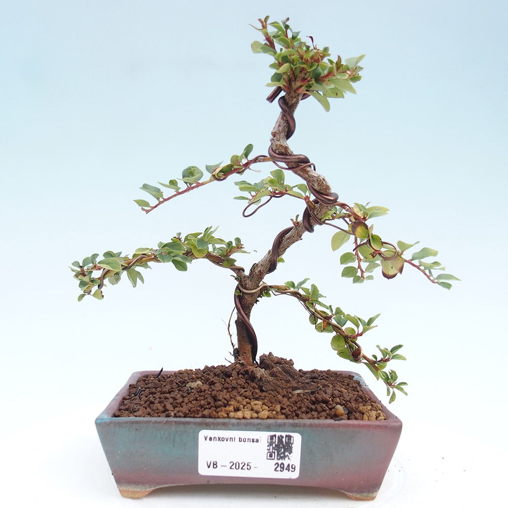 Plenerowe bonsai - Irga pozioma - Drzewo skalne
