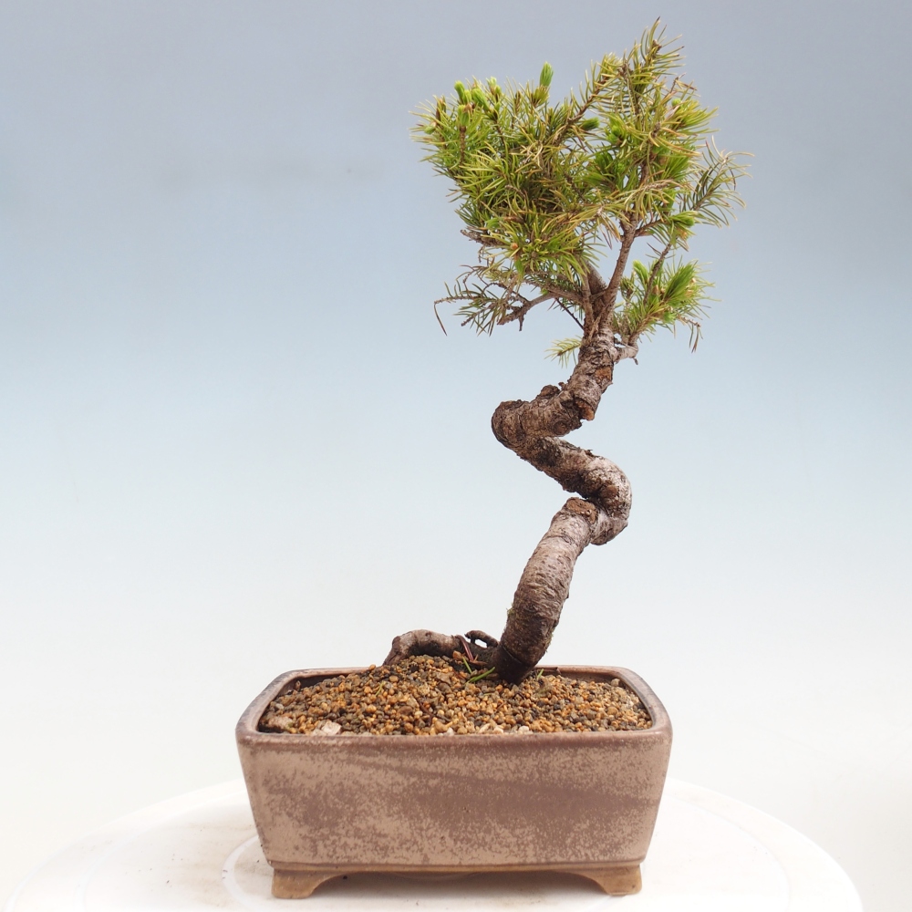 Outdoor bonsai - Świerk pospolity - Picea glauca globe
