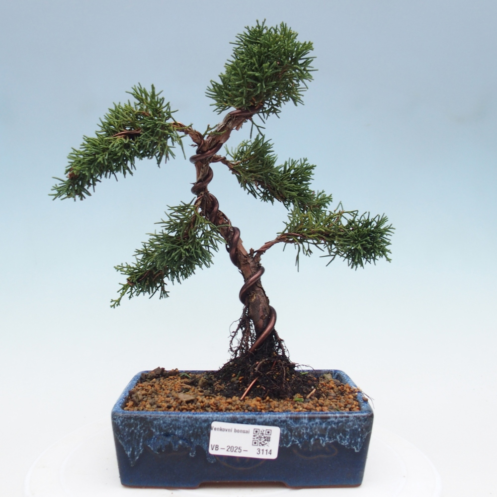 Bonsai zewnętrzne - Juniperus chinensis Kishu - Jałowiec chiński