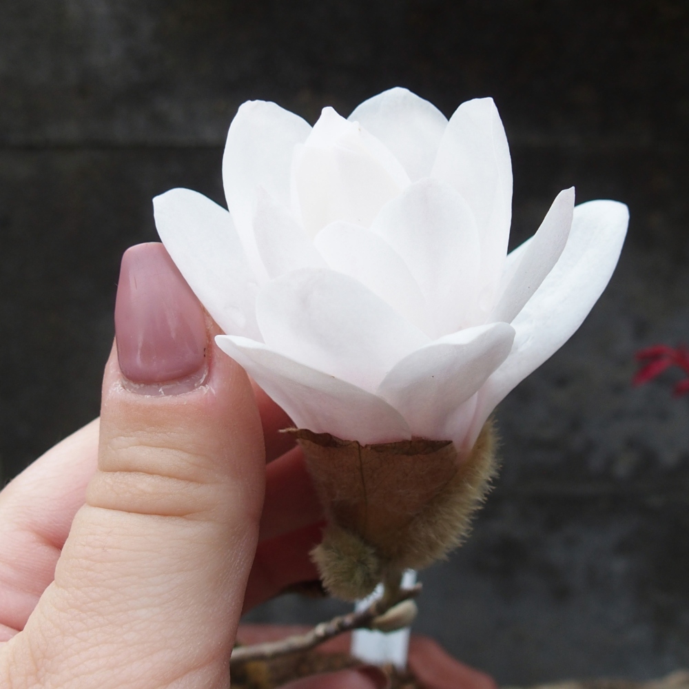 Bonsai na zewnątrz - Magnolia stellata