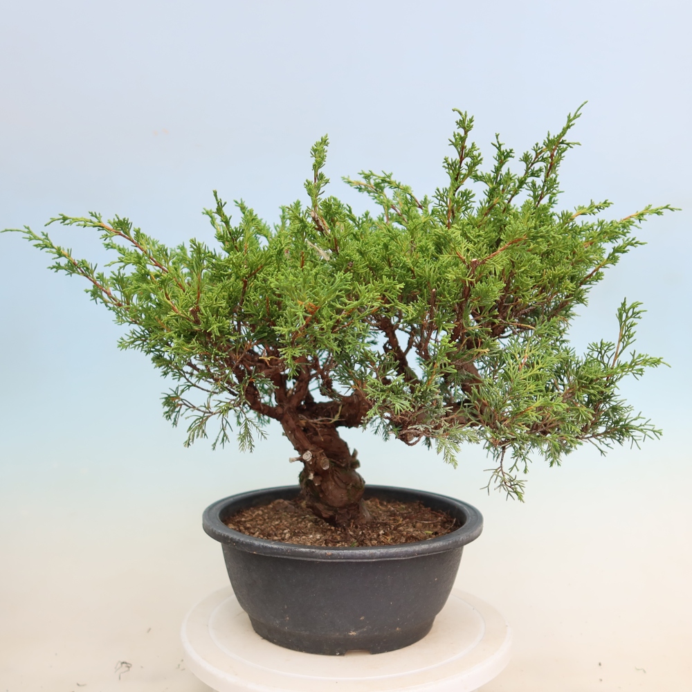 Bonsai ogrodowe – Juniperus chinensis Itoigawa – jałowiec chiński