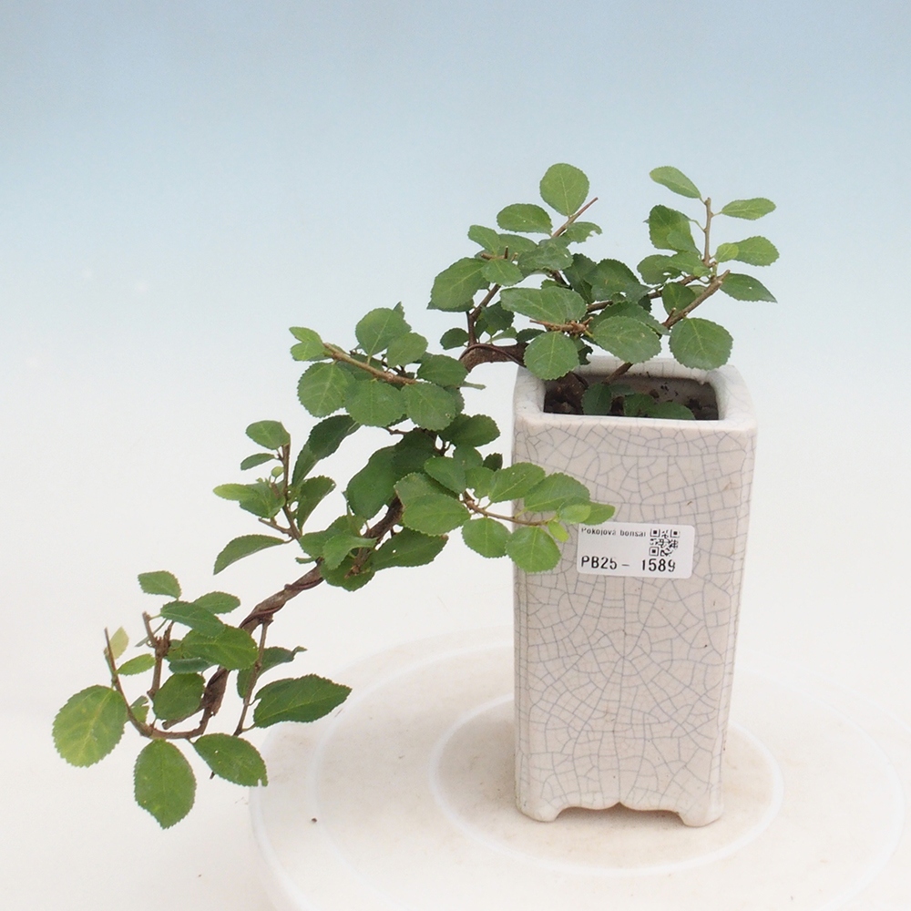 Kryty bonsai - Grewia occidentalis - Lawendowa gwiazda
