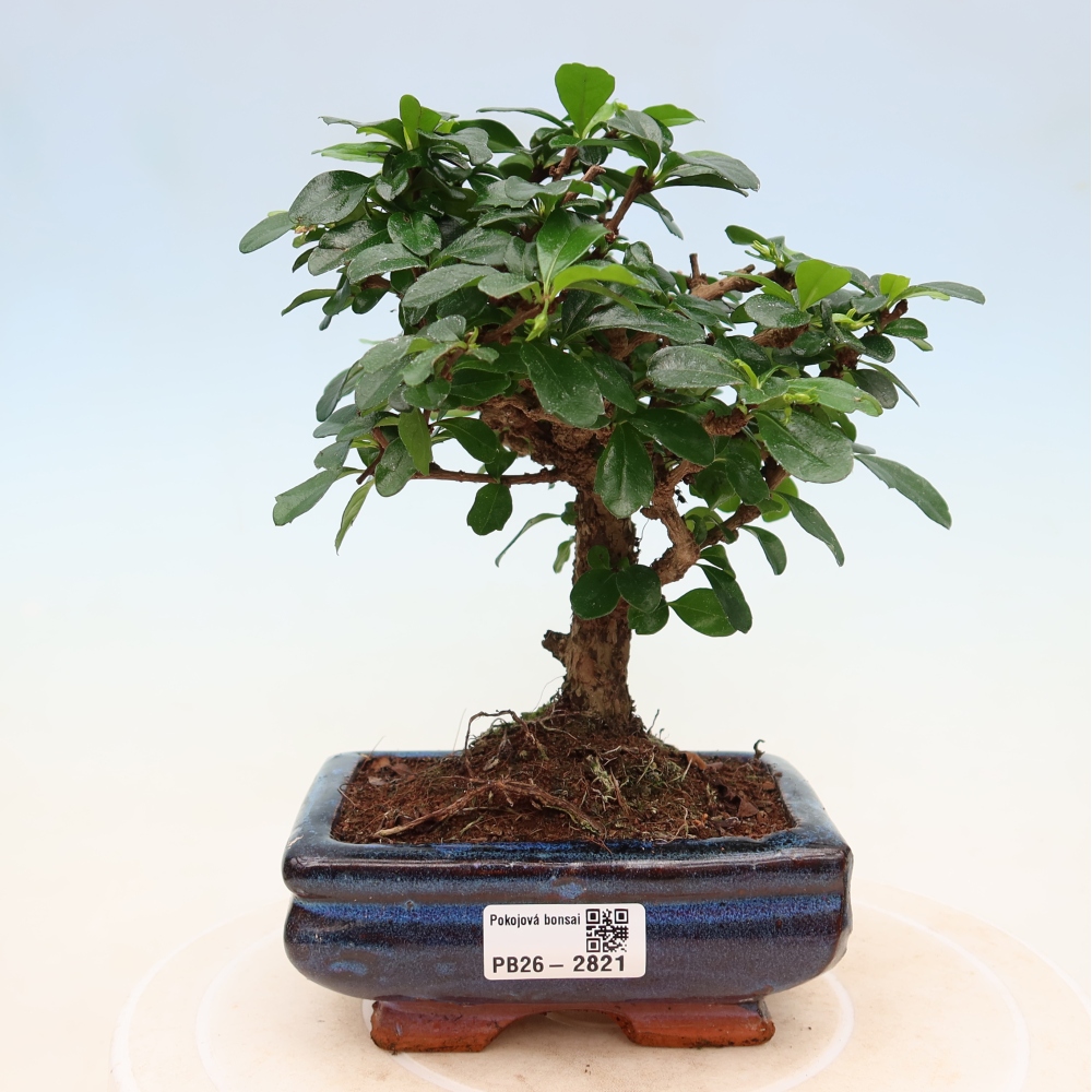 Bonsai pokojowe - Carmona macrophylla - Tea fuki