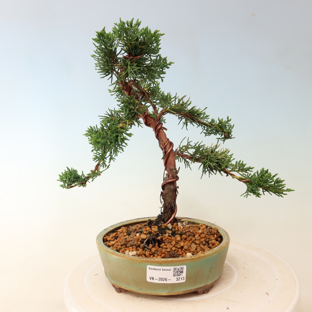 Outdoor bonsai - Juniperus chinensis Kishu