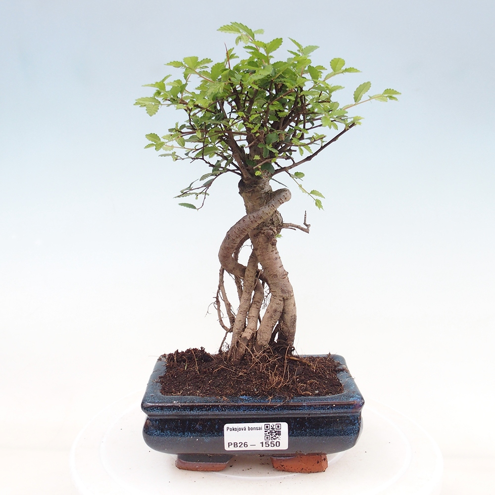 Pokój bonsai - Ulmus parvifolia - Wiąz drobnolistny