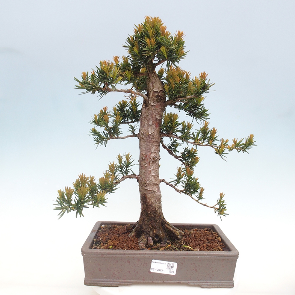 Bonsai na zewnątrz - Taxus cuspidata - cis japoński