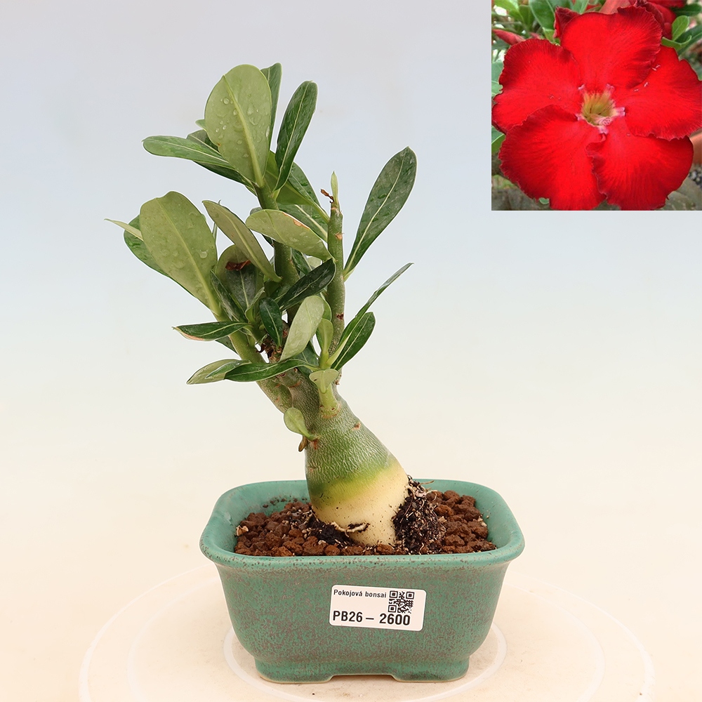 Bonsai pokojowe – Adenium obesum Red Star – Róża pustynna