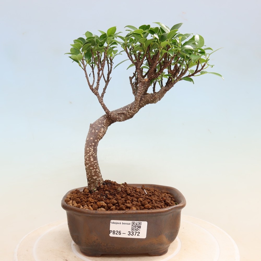 Pokój bonsai - Ficus kimmen - figowiec drobnolistny