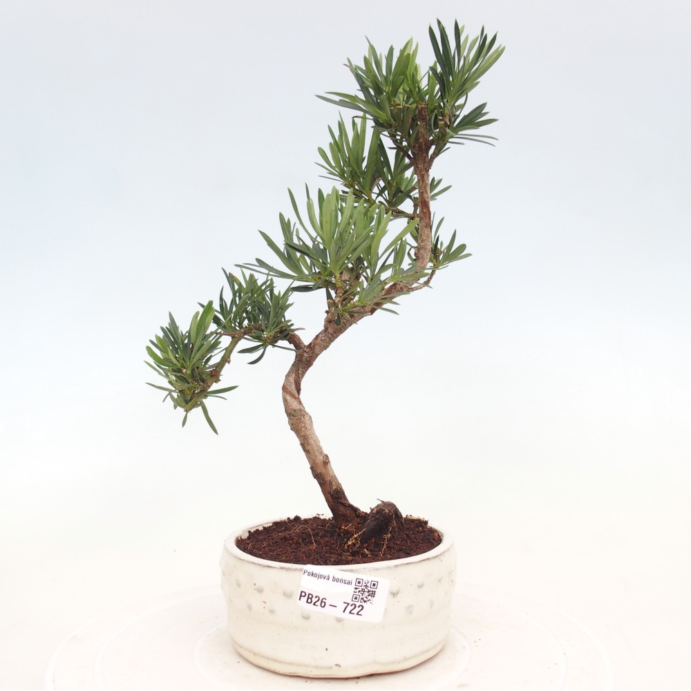 Pokój bonsai - Podocarpus - Kamienny cis