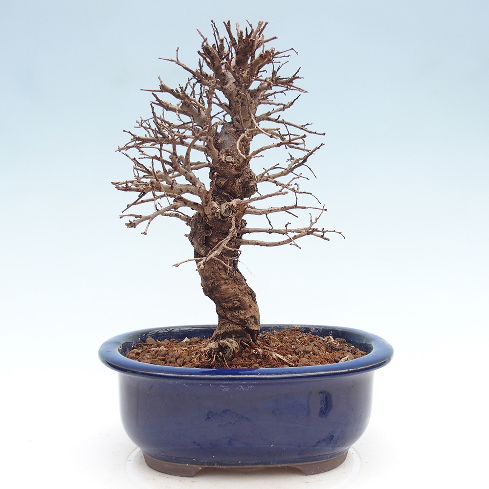 Bonsai zewnętrzne - Zelkova - Zelkova NIRE