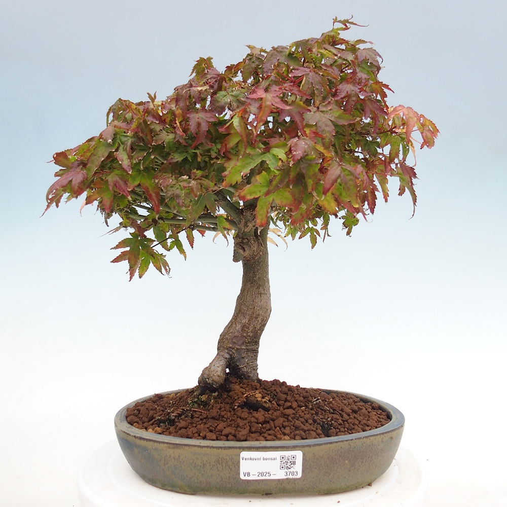 Acer palmatum KIOHIME - klon palmowy