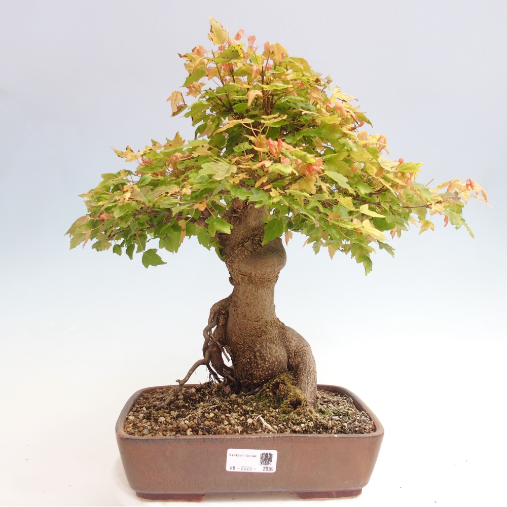 Outdoor bonsai - Maple Buergerianum - Burger Maple