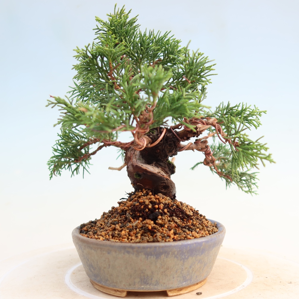 Outdoor bonsai - Juniperus chinensis Itoigawa - Jałowiec chiński