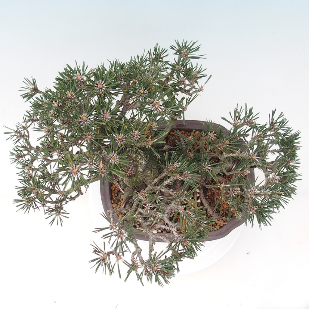 Outdoor bonsai - Pinus thunbergii Kotobuki - Sosna Thunberga
