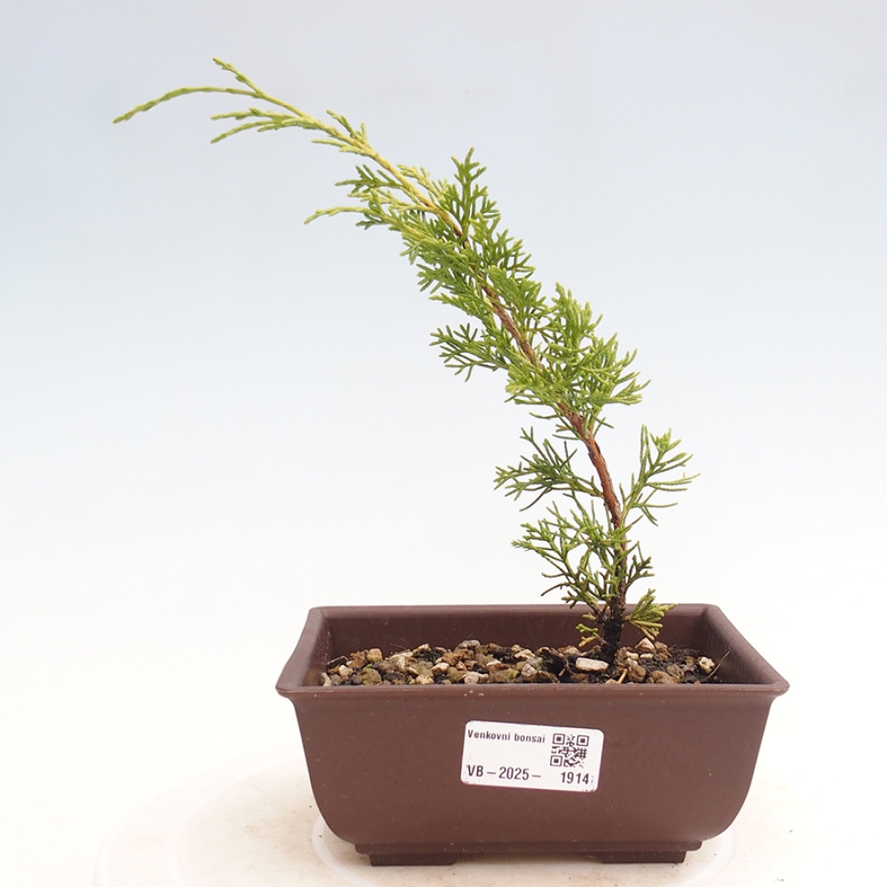 Outdoor bonsai - Juniperus chinensis Itoigawa - Jałowiec chiński