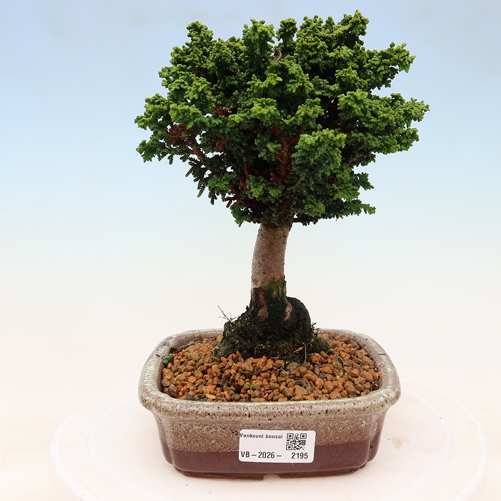 Bonsai zewnętrzne - Cham. obtusa SEKKA HINOKI - Cyprys