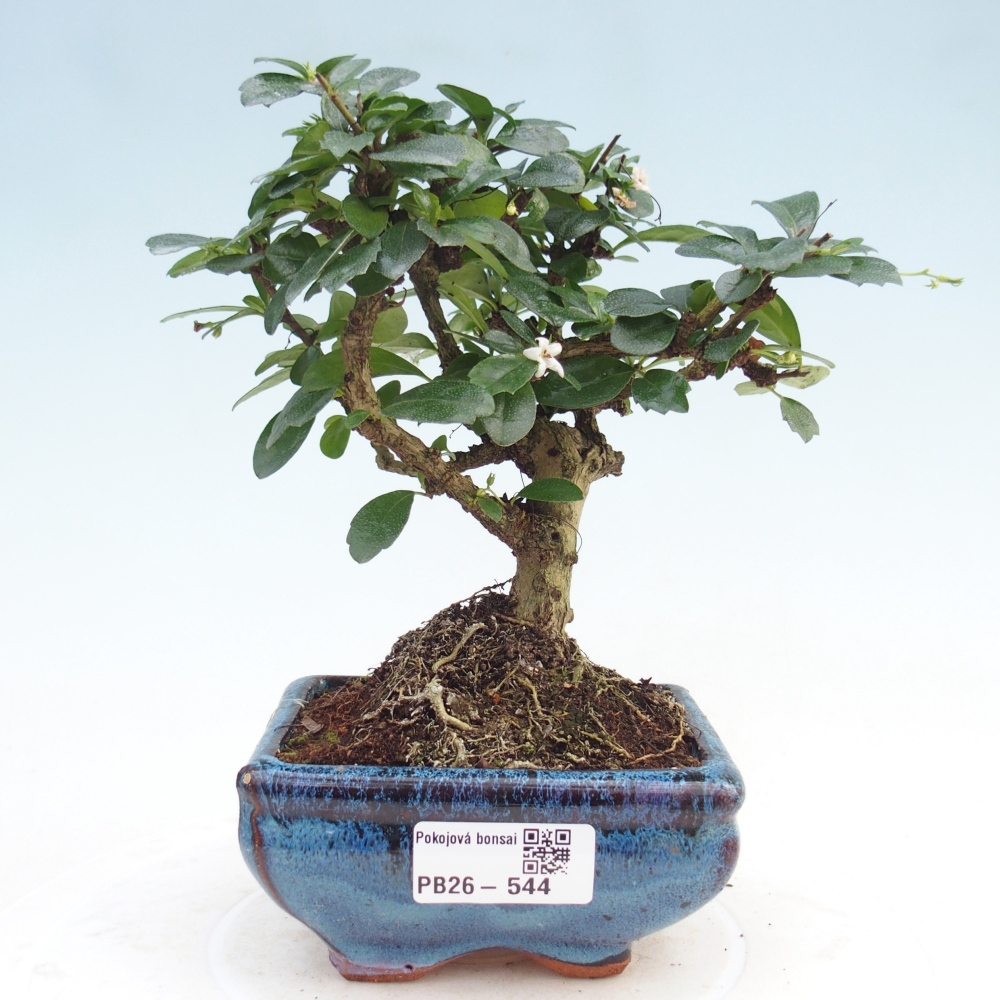 Bonsai pokojowe - Carmona macrophylla - Tea fuki