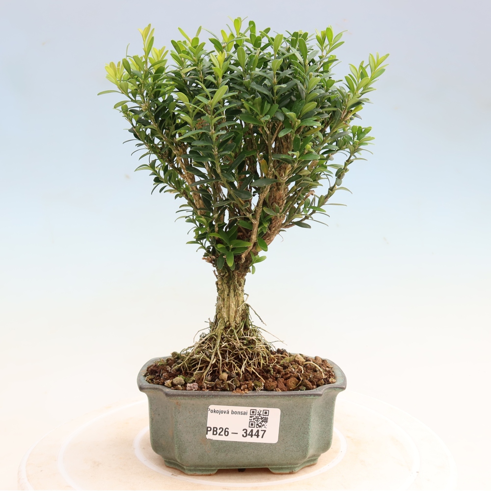 Pokój bonsai - Buxus harlandii - buxus korkowy